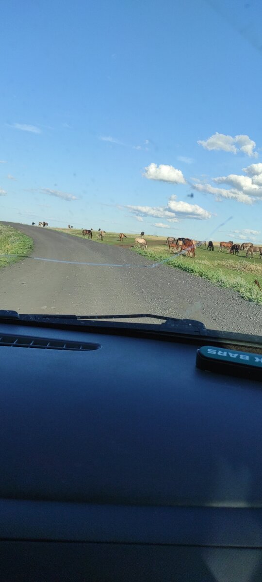 Стало лошадей встретили. Фото автора. 
