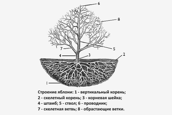 Корневая система яблони схема выкорчевывания