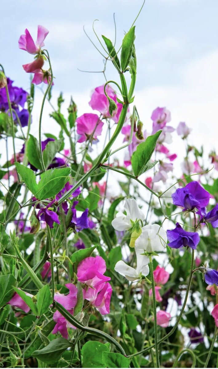 Цветение душистого горошка