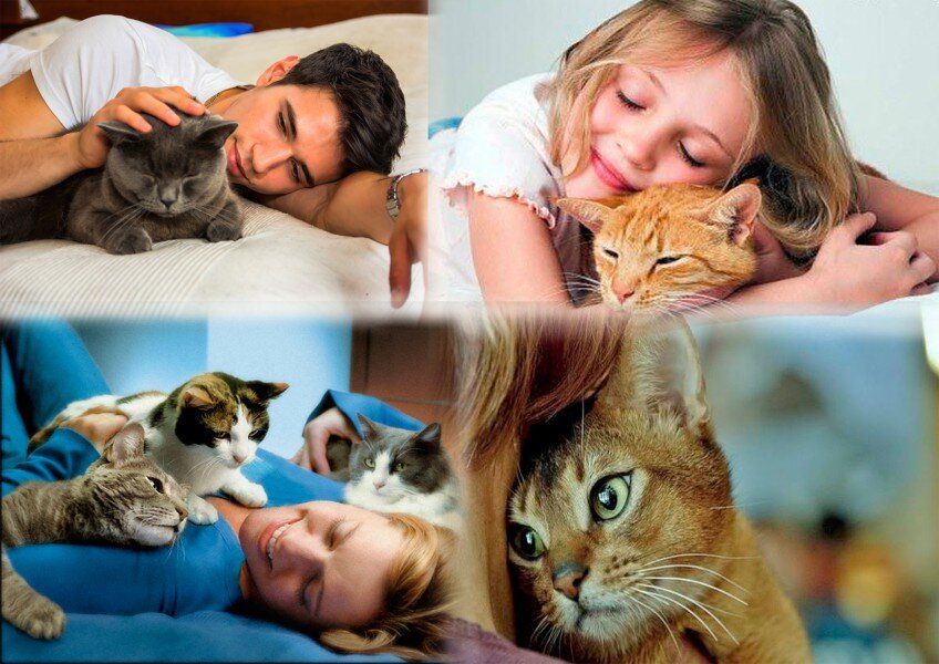 Человек и кошка вместе. Фелинотерапия. Анималотерапия кошки. Анималотерапия для детей кошки.