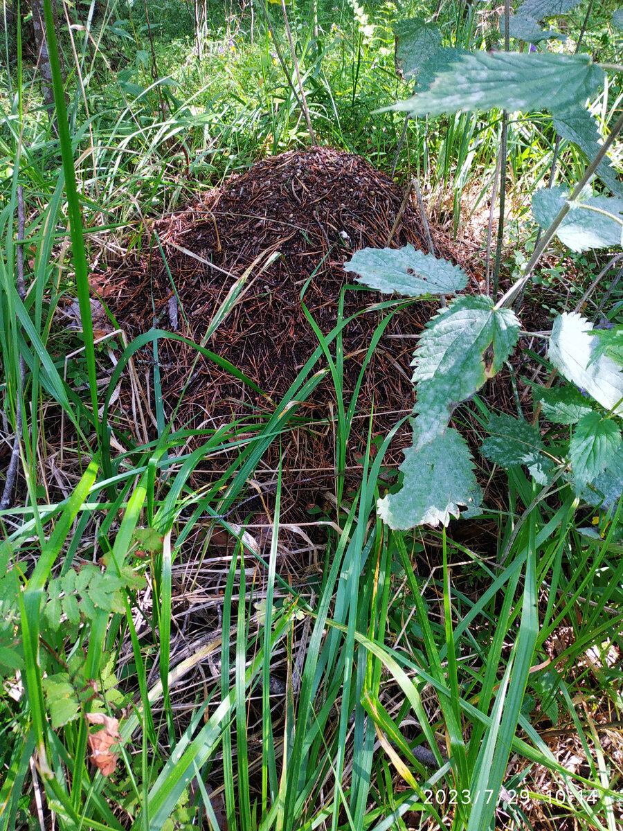 муравейник в лесу