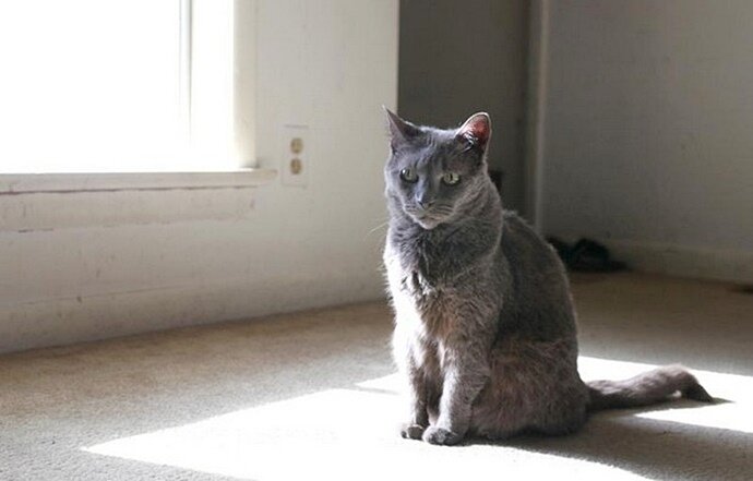 Кошка. Источник фото: https://alionushka1.livejournal.com/542591.html?view=comments