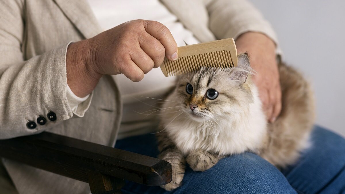 Эксперт дал совет, что делать, если кошка сильно линяет | DAY.RU | Дзен