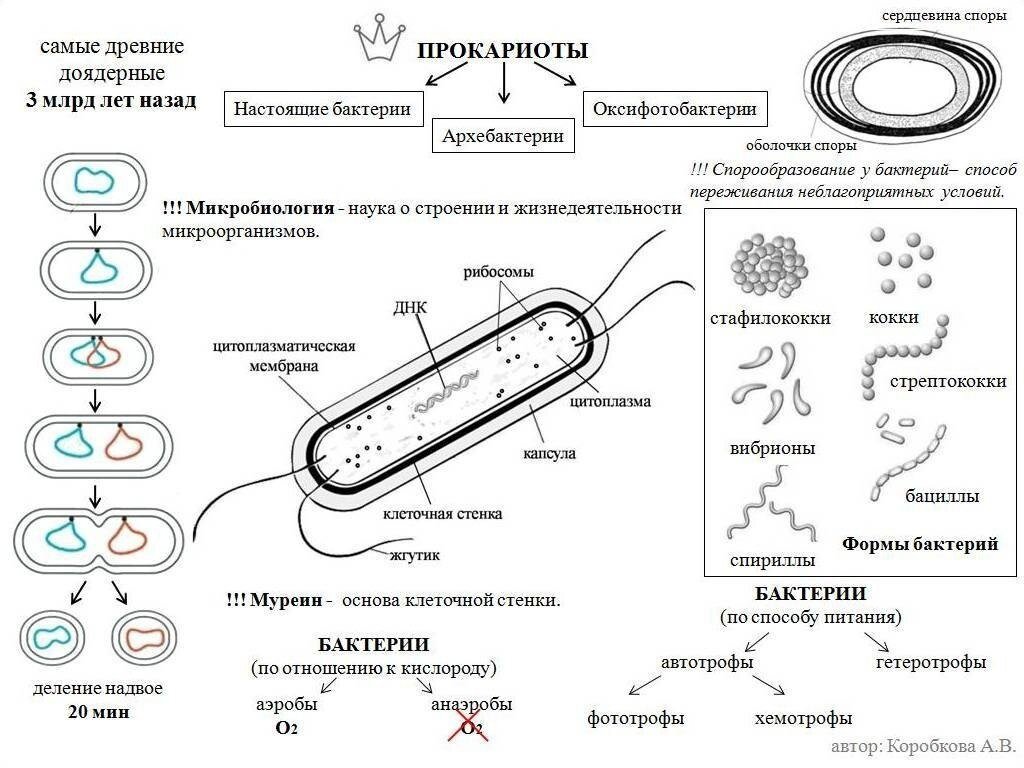 Структура клеток