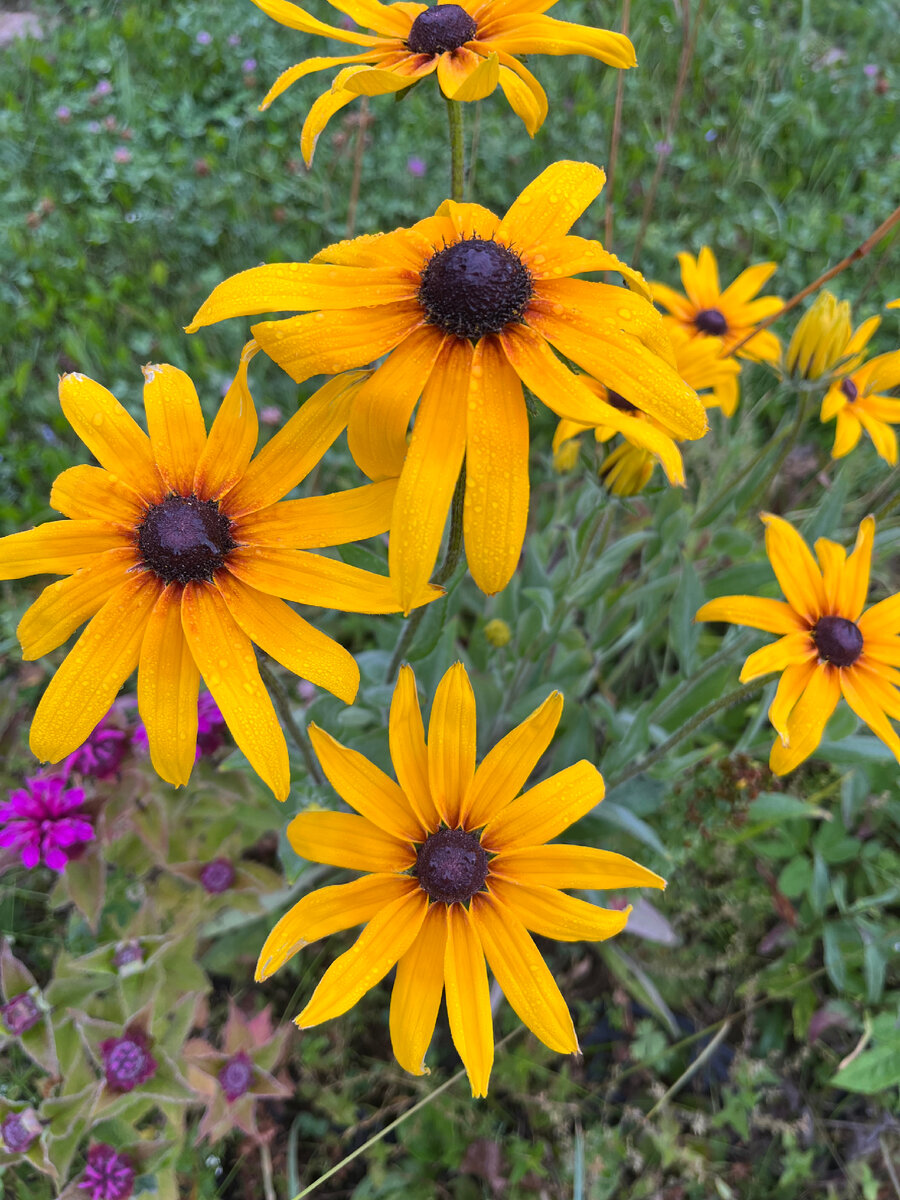 Фото автора. Люблю солнечную рудбекию. 