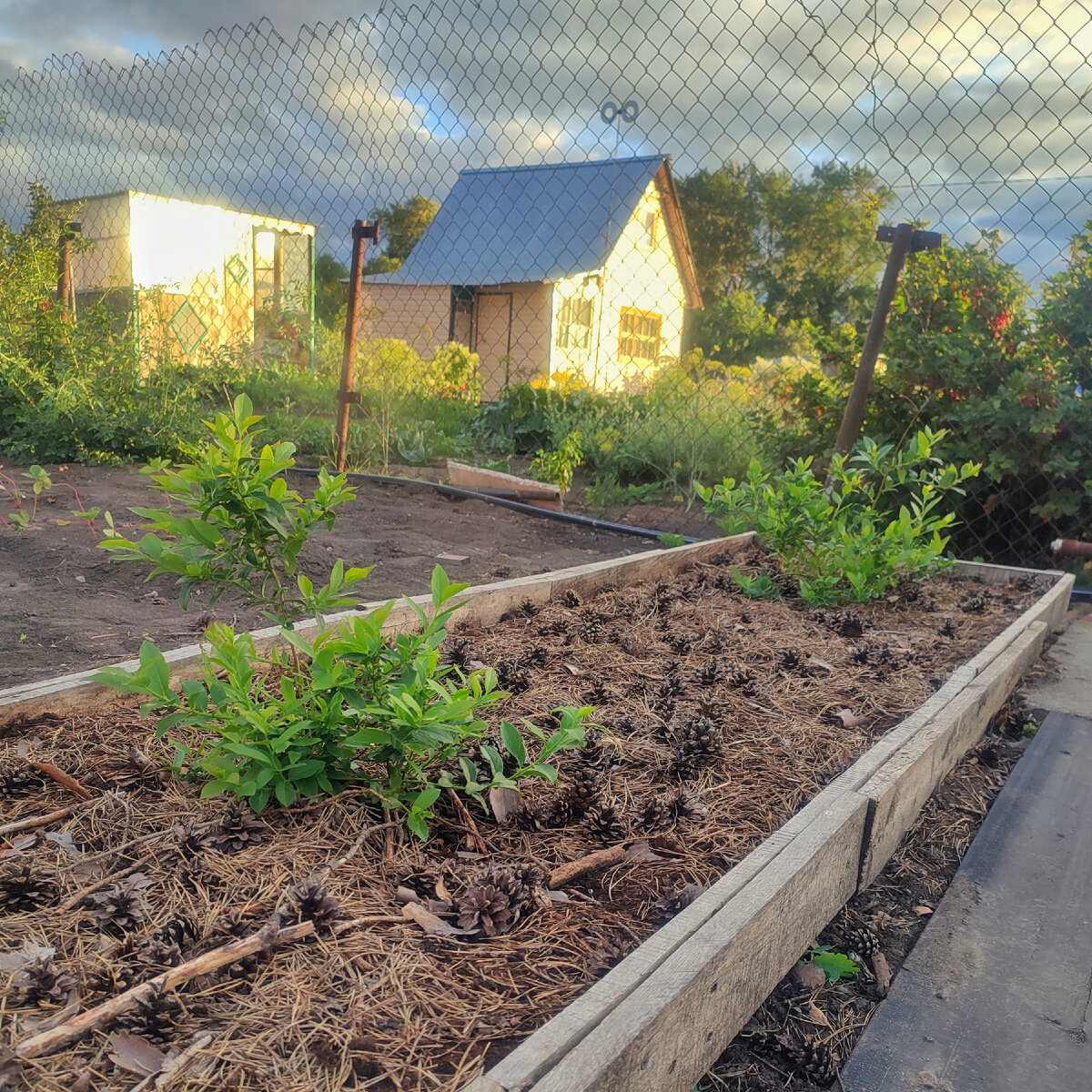 Такая голубика сейчас 🥰