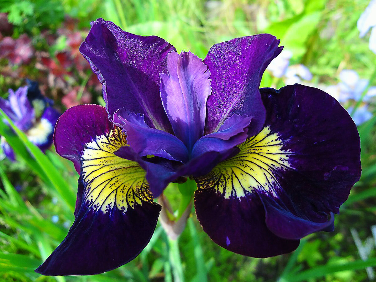 Ирис Сибирский Iris sibirica