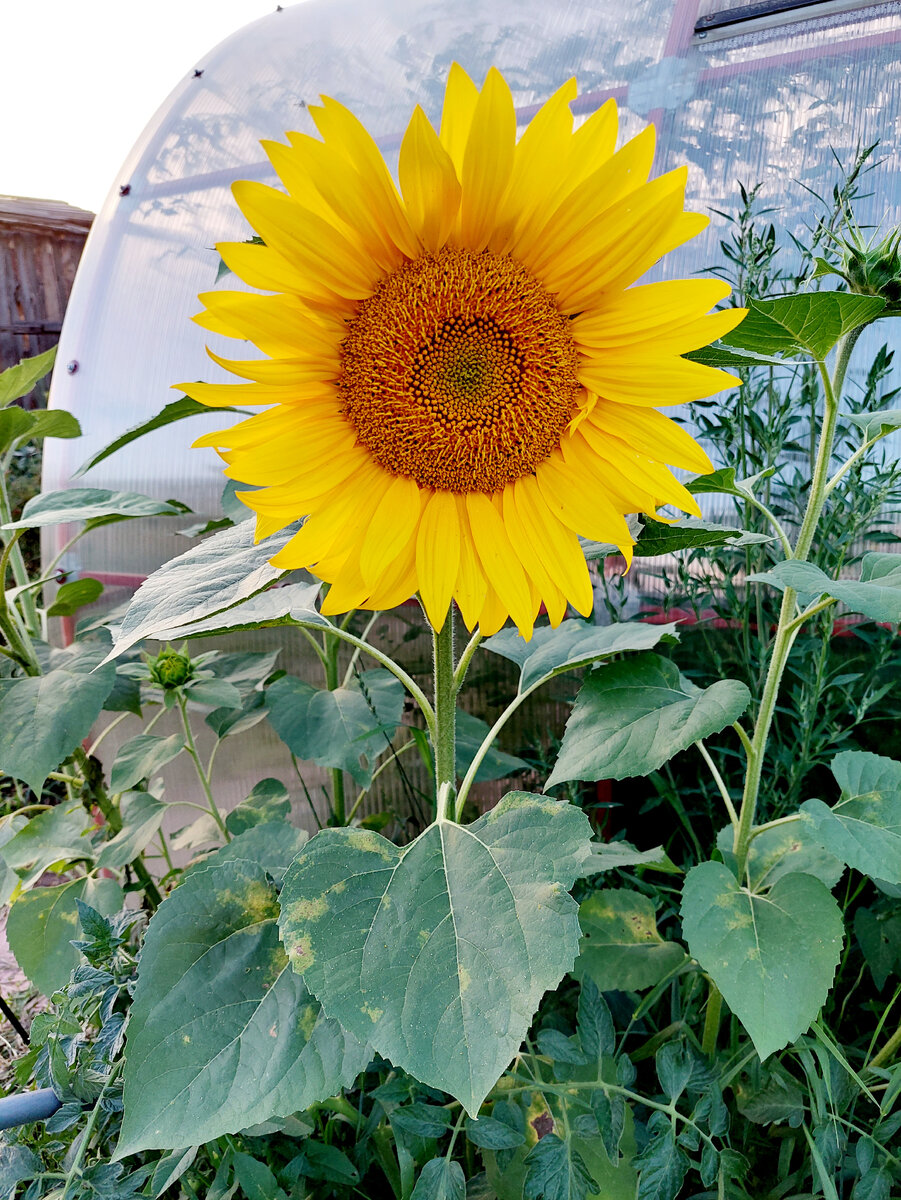 Подсолнух Новосибирская Область