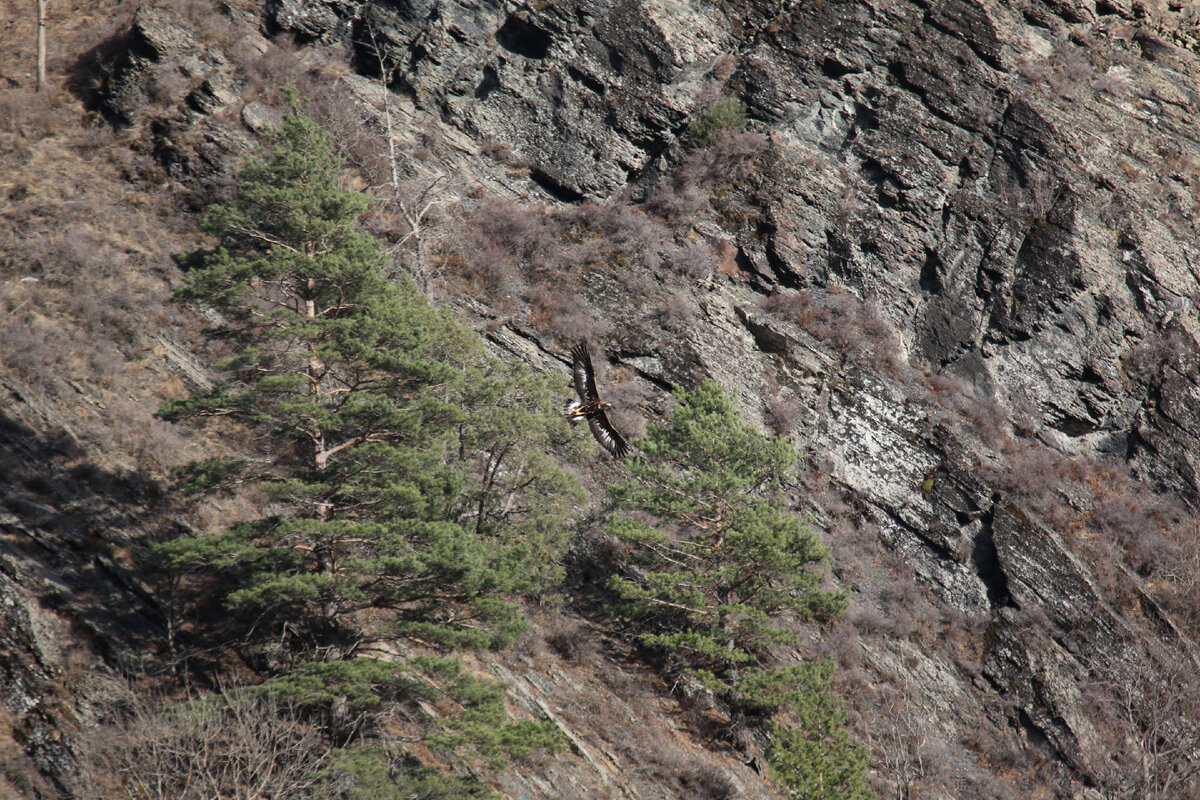 Беркут на охоте в горах Дагестана ( тлярятинский район) Фото В.В. Романова 