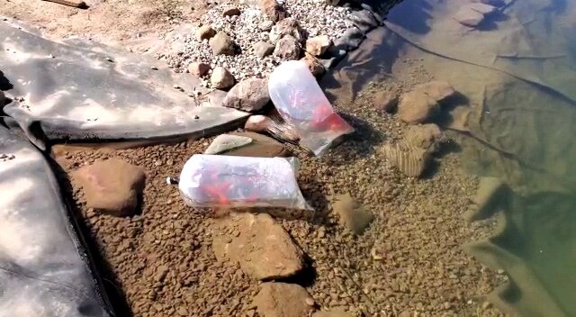 Май 2022 года, караси приехали к нам из Москвы