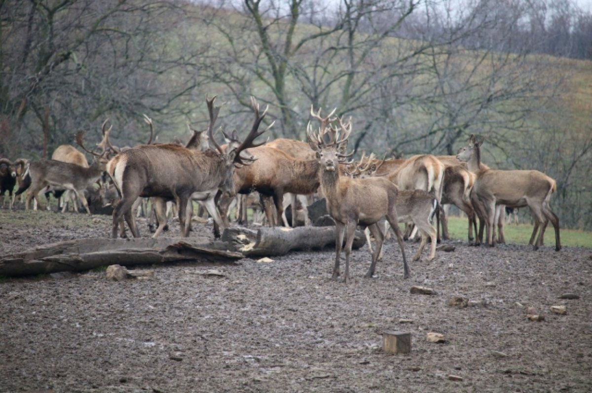    В Ростовской области животных и птиц за год стало больше на 10 тысяч