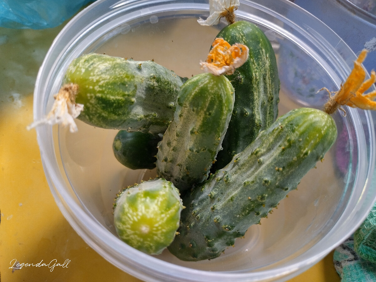 Зеленцы шикарные, по12-15 см. А сладкие какие!