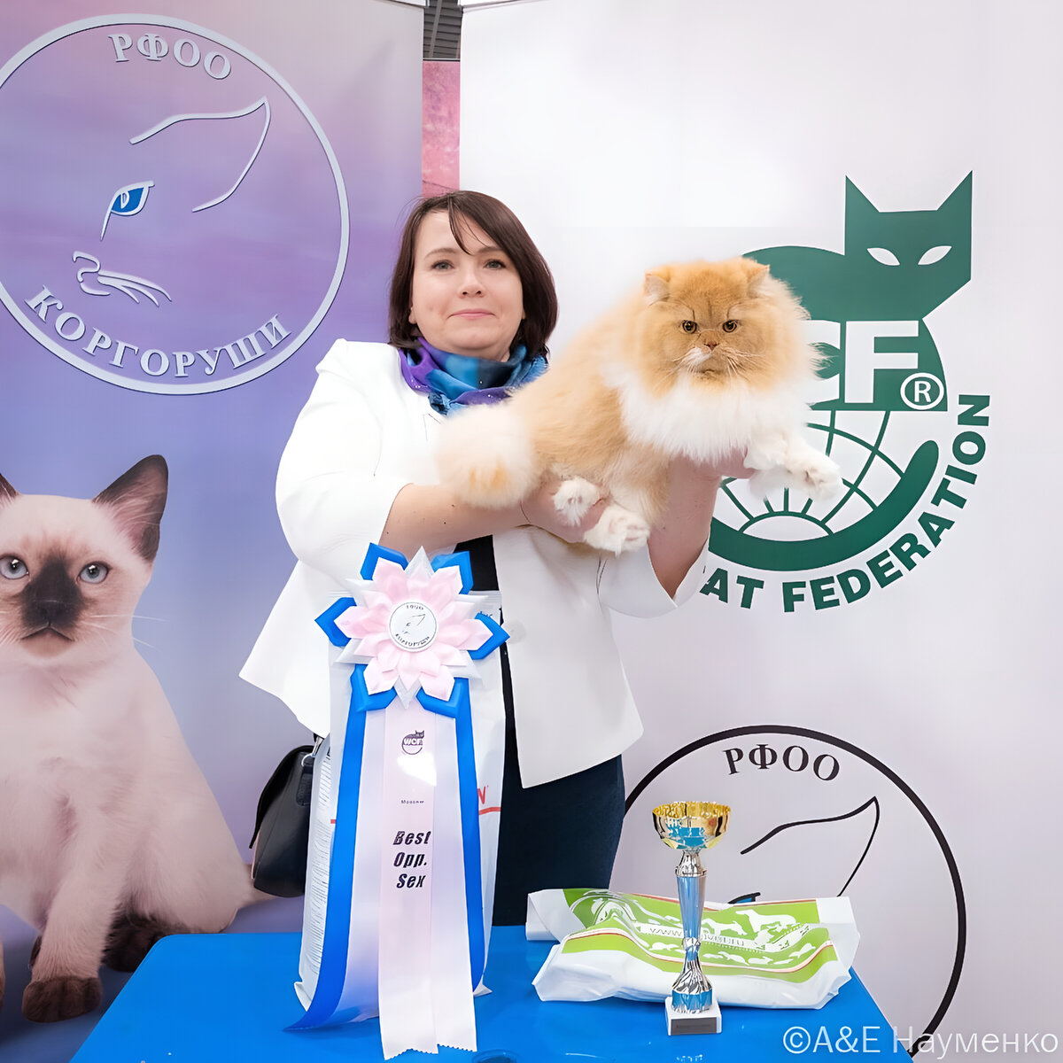 Всем привет! Меня зовут Елена и я заводчик британских кошек из Москвы. В этом посте я хочу познакомиться и рассказать о себе и своем своей страсти.

