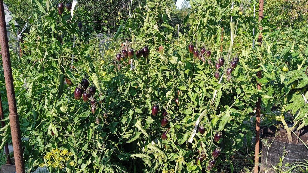 26 июля 2023 года. Атомный виноград Бреда.