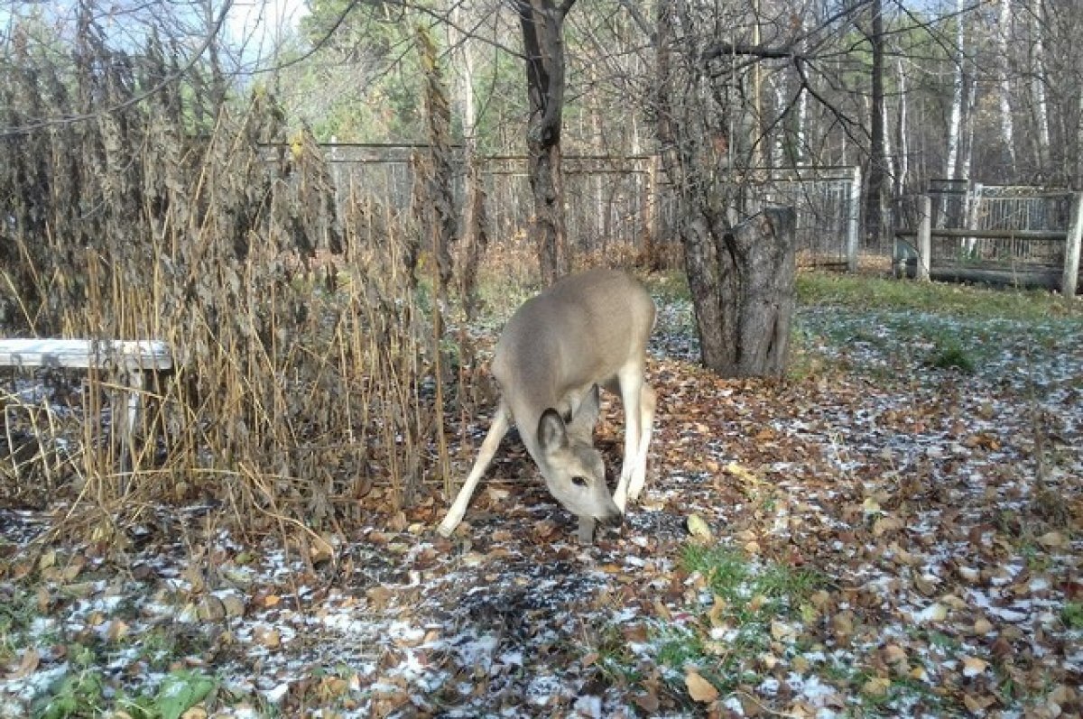    Томским охотникам рассказали о лимитах на добычу в соседнем регионе