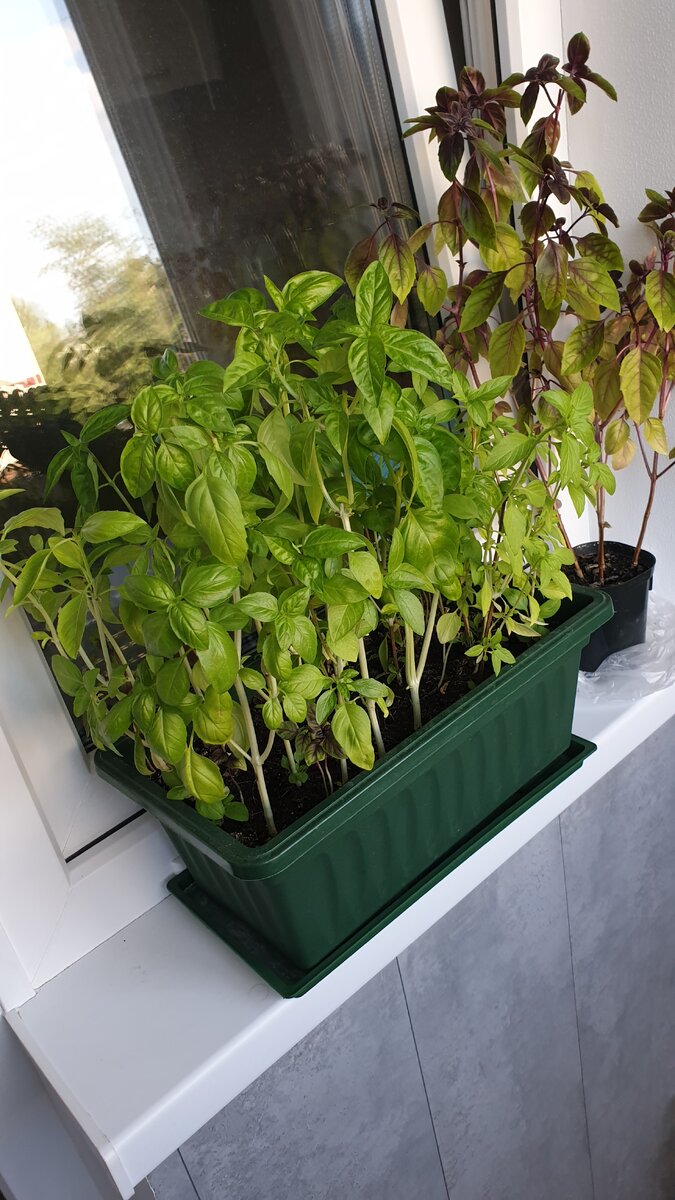 Базилик с ароматом корицы и лимона