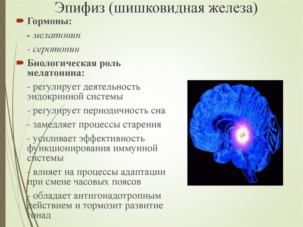 Гормоны вырабатываемые мозгом. Шишковидная железа (эпифиз). Эпифиз пинеальная железа. Эпифиз железа функции. Эпифиз шишковидная железа функции.