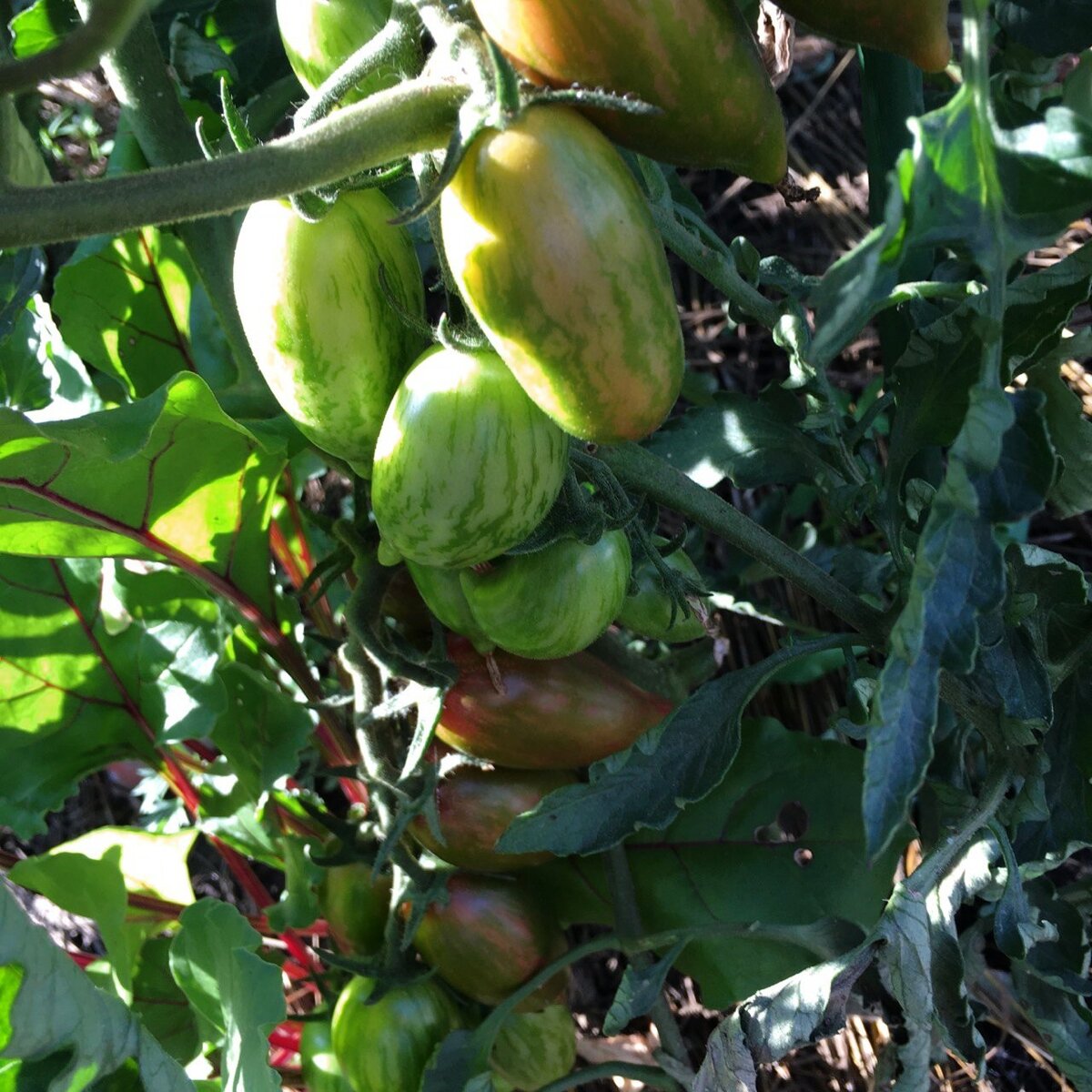 Томаты только начинают набирать цвет