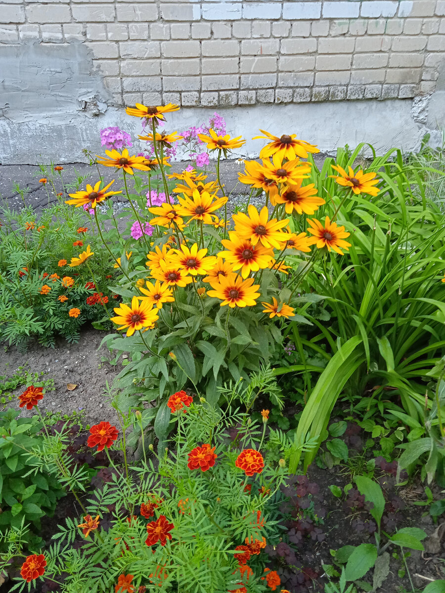 Городские цветы