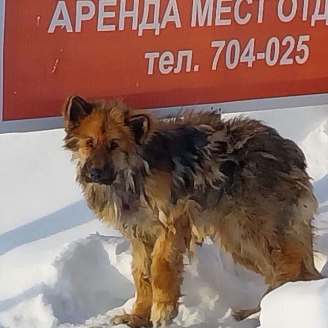 Зима 2022. Якутск. Мишку вывезли за город умирать. Привязали к столбу и уехали.