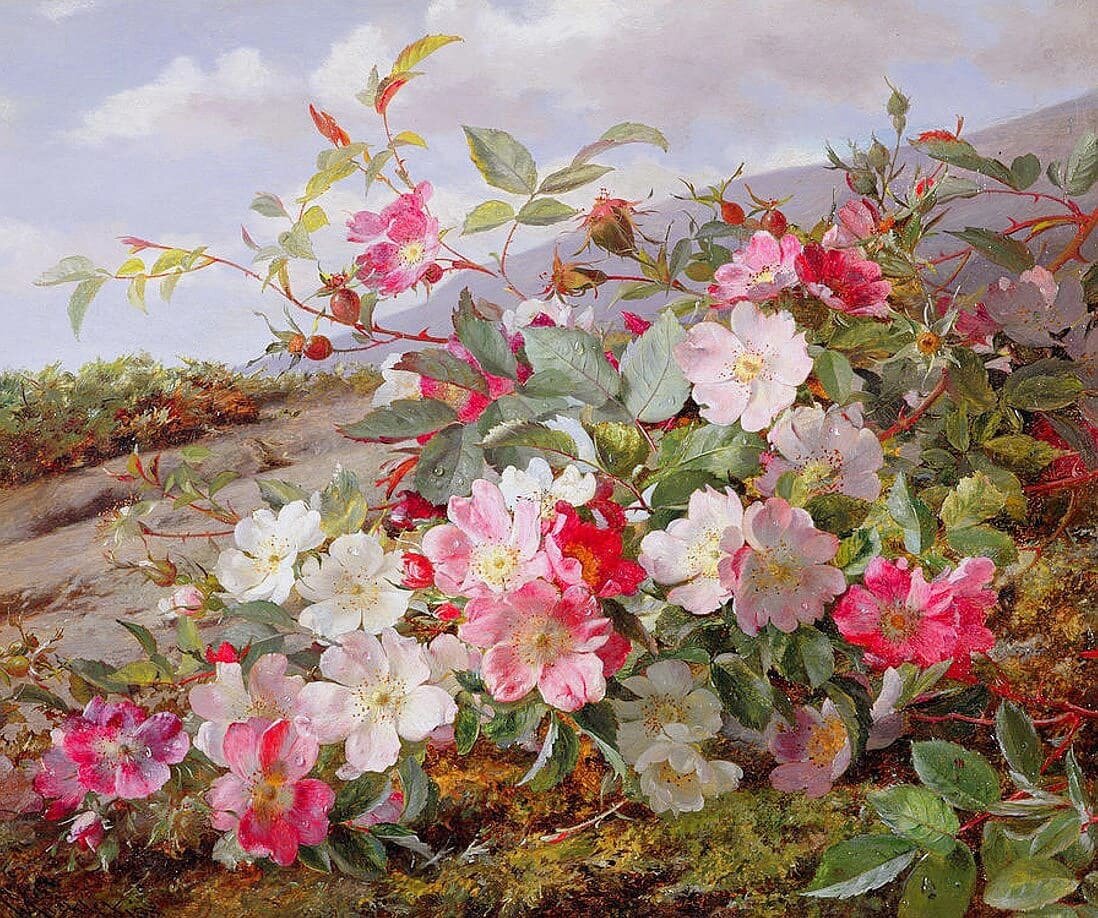 Шиповник Королевский