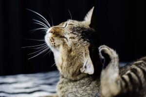    фото: freepik.com/kroshka__nastya Мария Михайловская