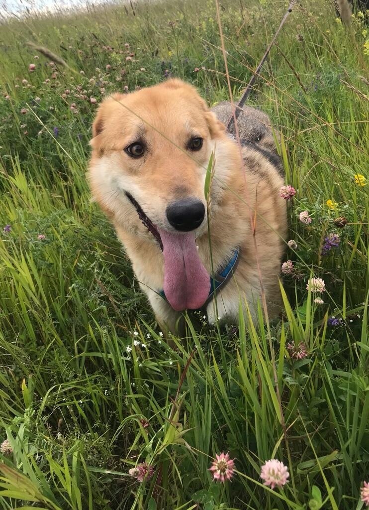 Фото Можайского приюта