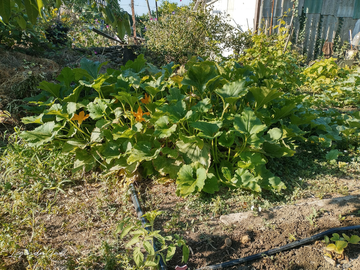 Это один единственный куст кабачка, он огромен!