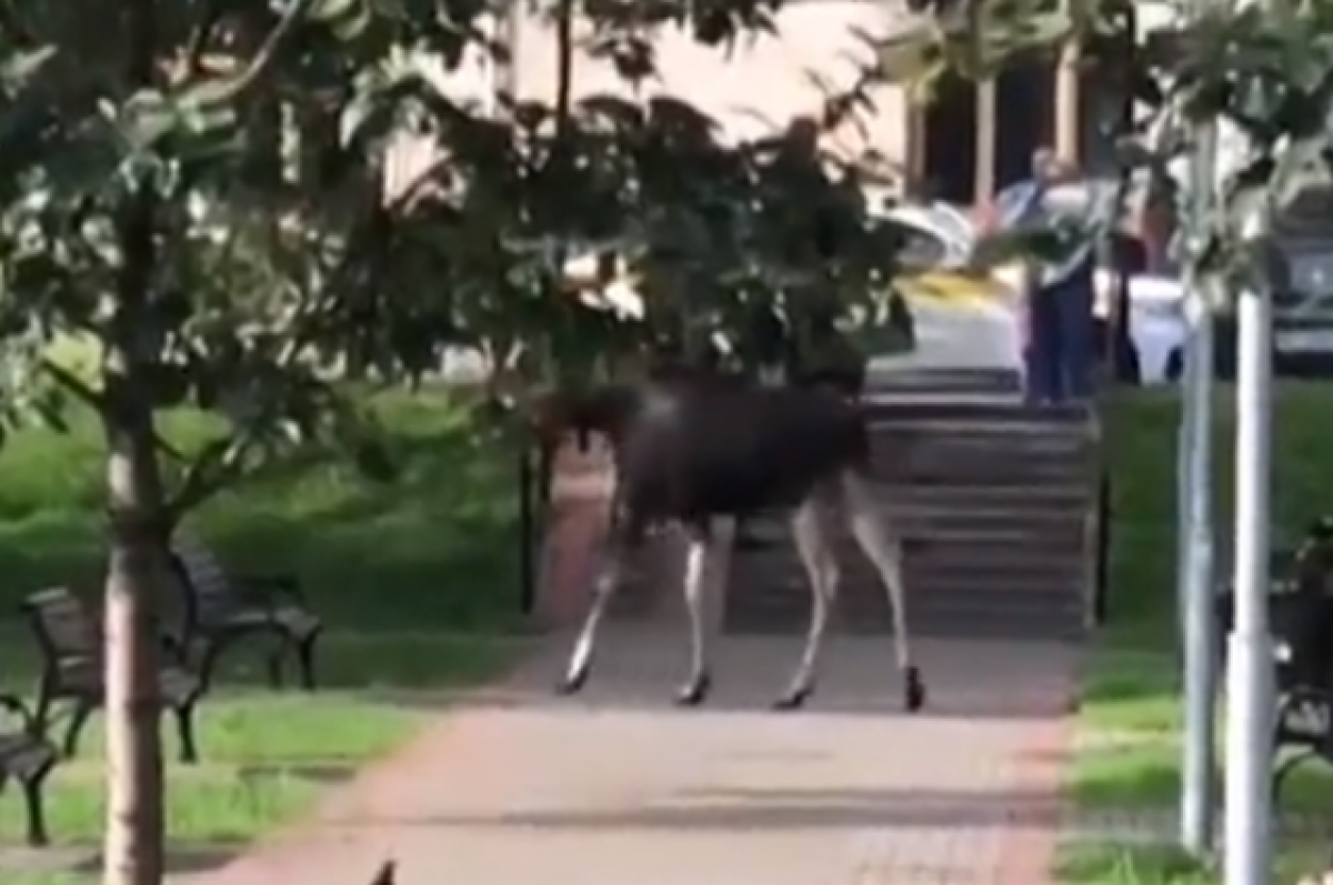    Жители Москвы сняли на видео лося, гуляющего в городском сквере