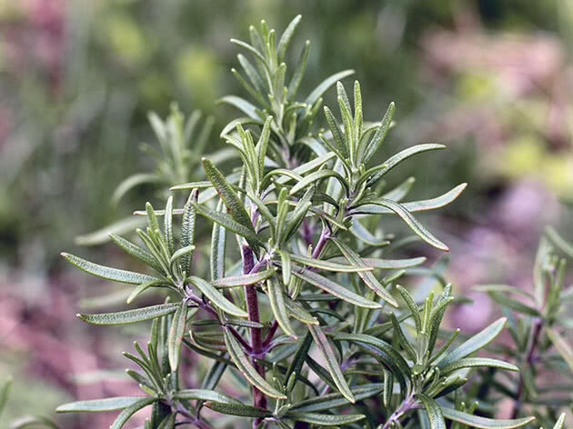     принес кустик розмарина