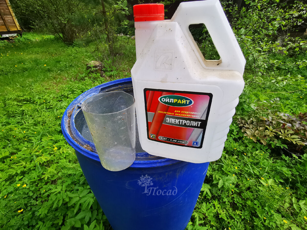 5 причин «нецветения» гортензии. Ошибки садовода и варианты их решения ...