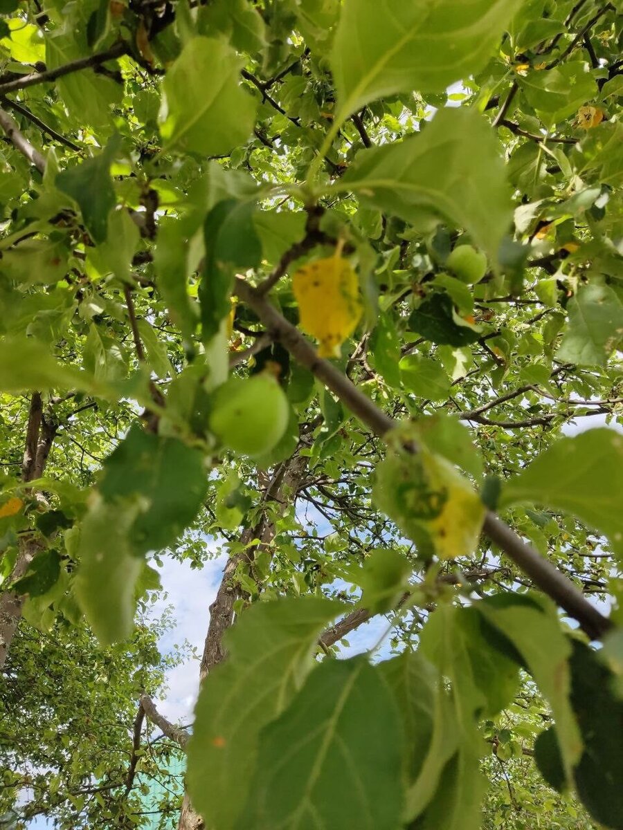 Фото подписчицы Дачного агронома 
