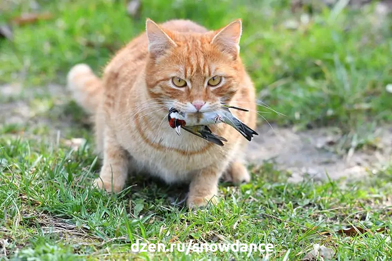 Домашняя рыжая кошка поймала птицу и держит ее во рту