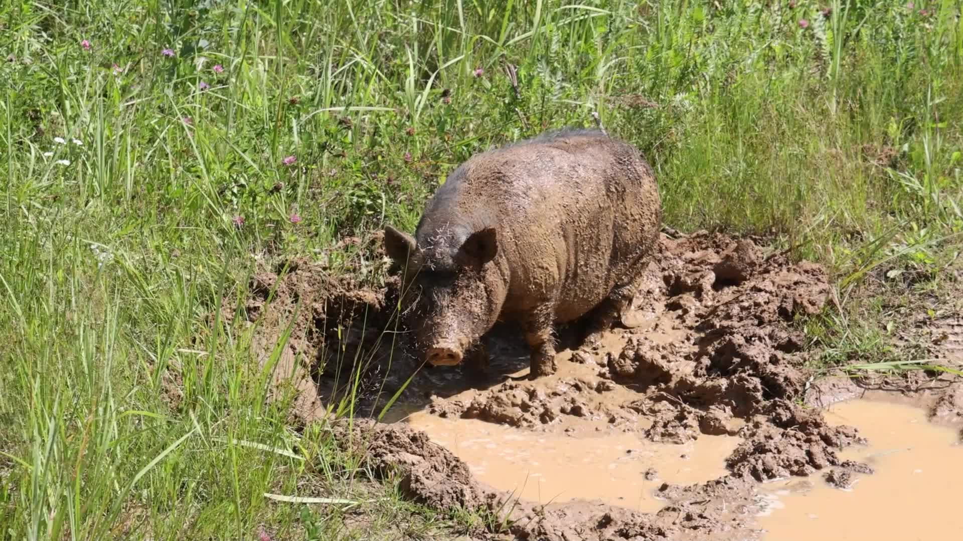 Свинья грязь нашла