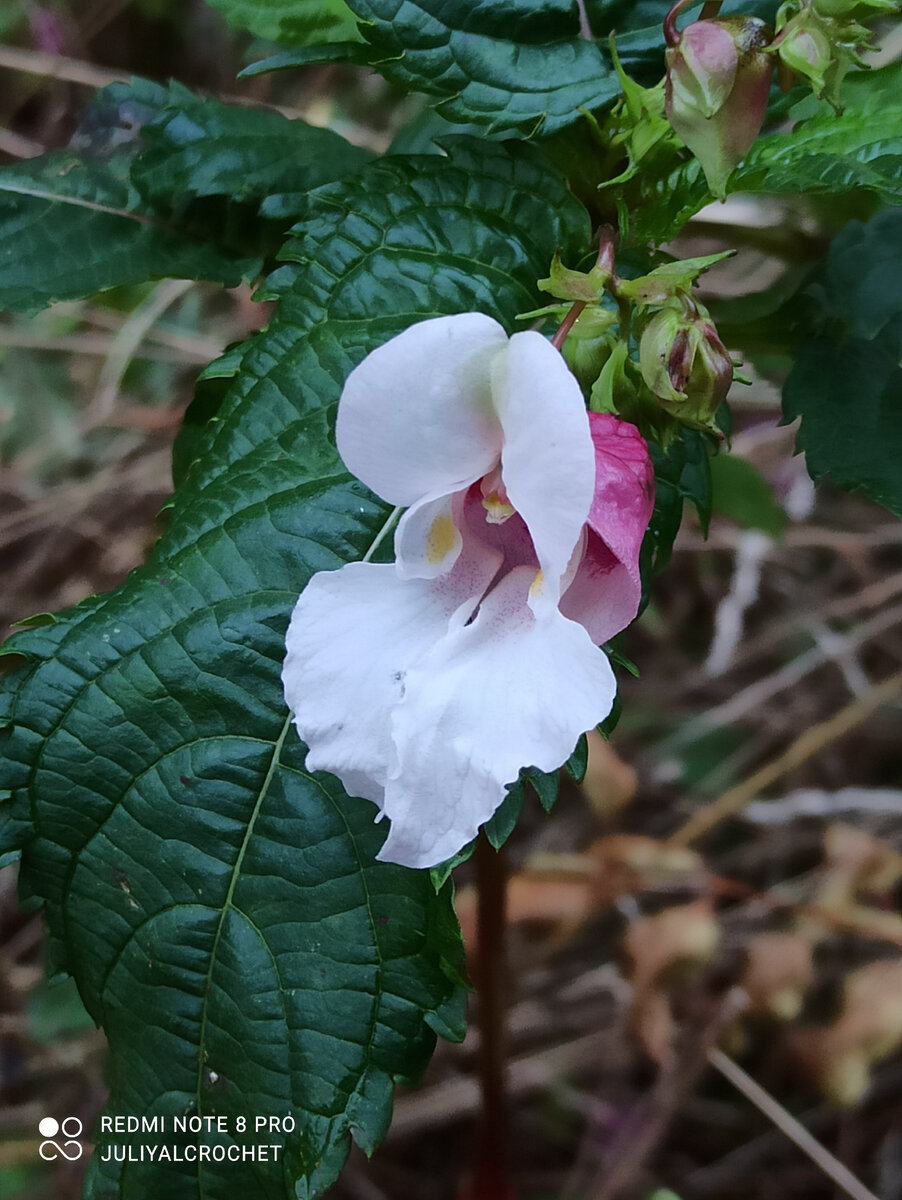 Личный архив