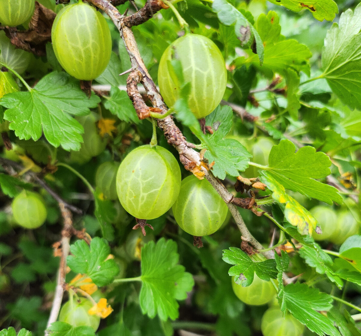 Ягоды получились крупные, сладкие.