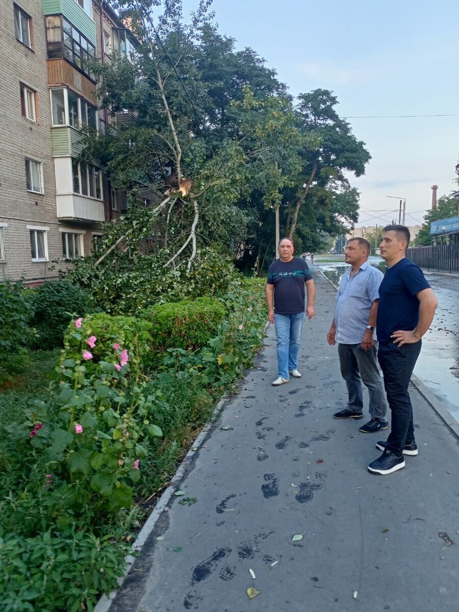    В Брянске на видео попал момент падения 60-летней березы во время шторма avchernov