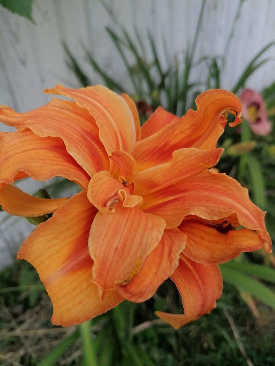 Эти цветы порадуют каждого дачника