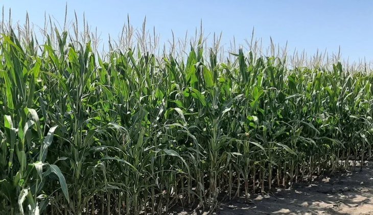    Бактериальное увядание или вилт кукурузы - что надо знать