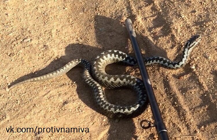 Гадюка на намыве