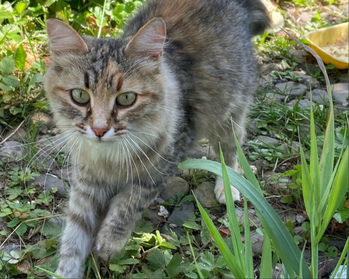 Кошка не может наступать на левую лапку