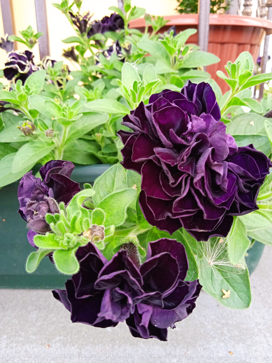 Густой, насыщенный цвет петунии. Украшение нашего храма. 