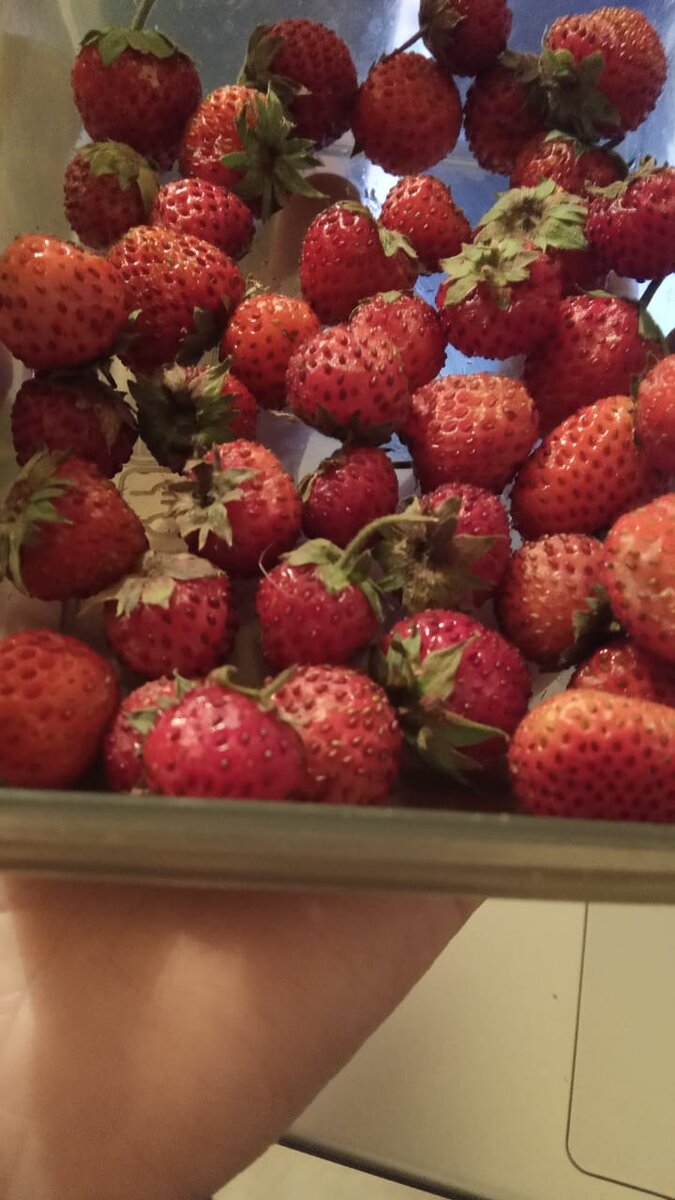 Домашние ягоды в августе