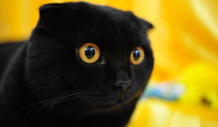 Яркий представитель шотландской черной кошки
