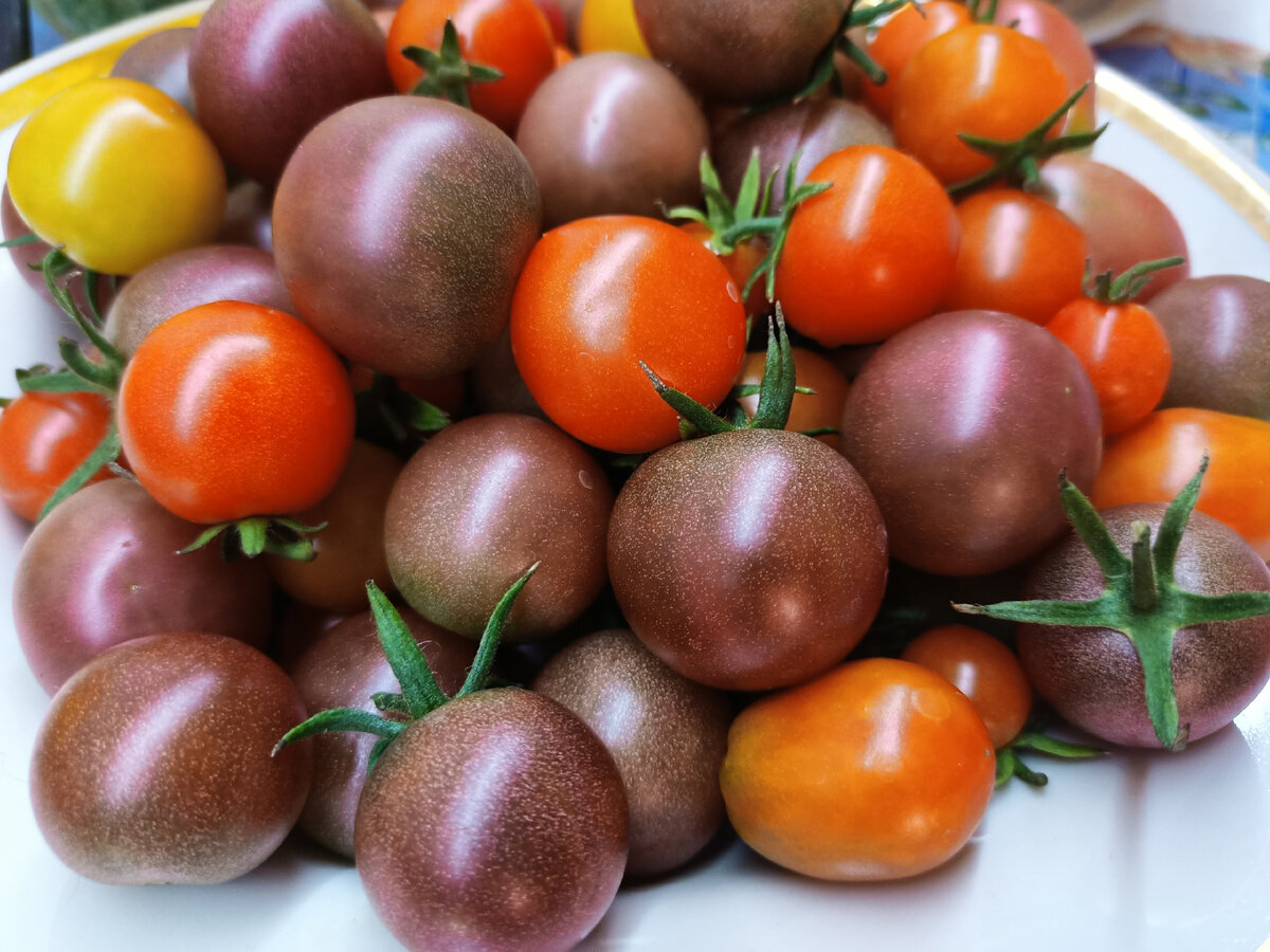 Томат йетина мать. Самые худшие сорта. Самые худшие сорта. Картофель пикассо. Самые худшие сорта.