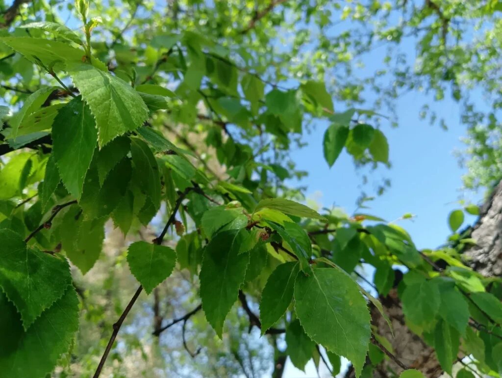    Фото: Амур.инфо