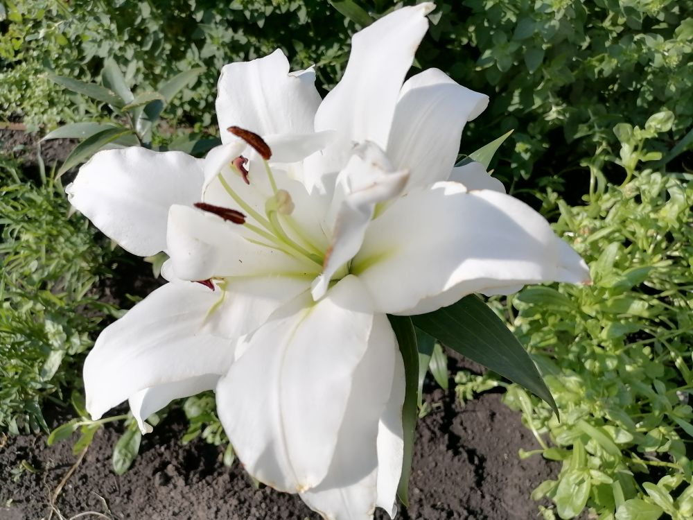 Лилия ОТ-гибрид Уайт Айз, махровая, фото автора