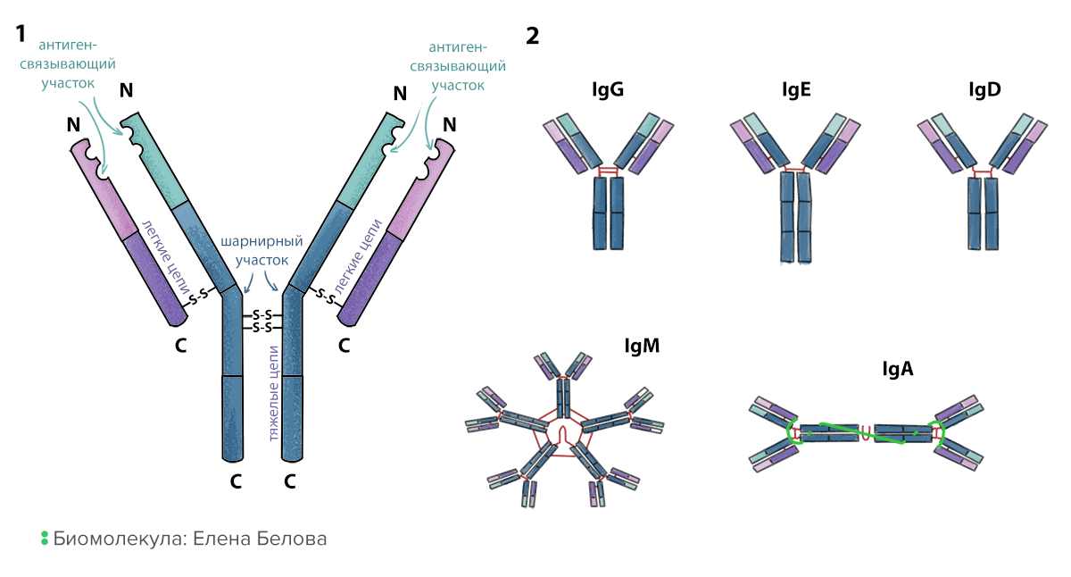 Антитела иммуноглобулины структура классы. Структура иммуноглобулинов иммунология. Иммуноглобулины. Классы иммуноглобулинов. Строение иммуноглобулина.. Схема строения секреторного иммуноглобулина а.