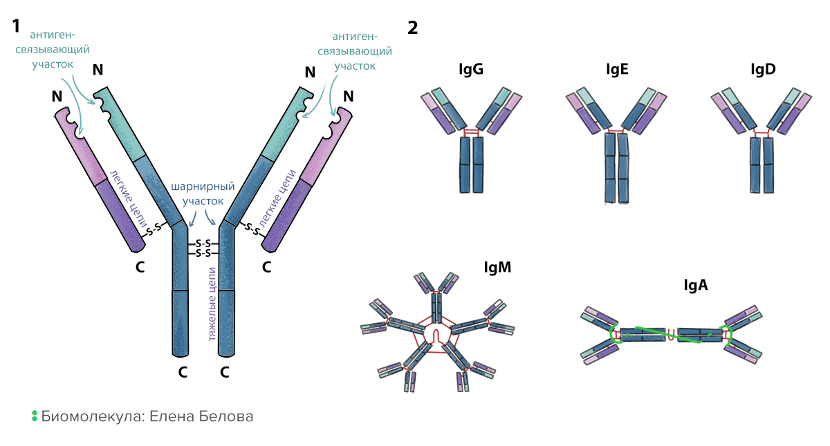 Схема иммуноглобулина. Антитела иммуноглобулины структура классы. Структура иммуноглобулинов иммунология. Иммуноглобулины. Классы иммуноглобулинов. Строение иммуноглобулина.. Схема строения секреторного иммуноглобулина а.