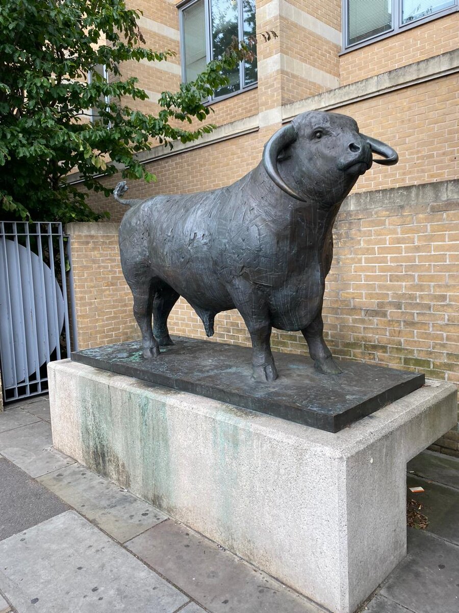 Оксфордский бык - фото любезно предоставлено моим студентом